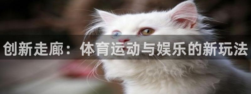 风速体育直播